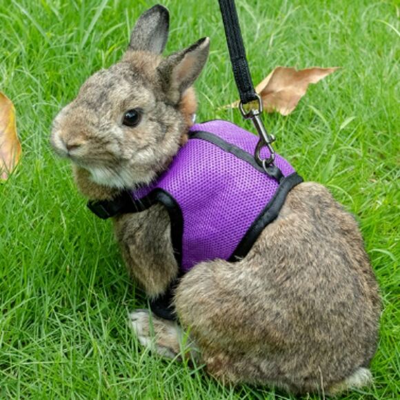 Niteangel Rabbit Harness Adjustable Soft with Elastic Leash Black Orange size S - Picture 3 of 14